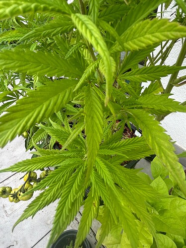 Growreport Bild 49
