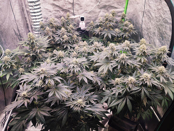 Growreport Bild 13