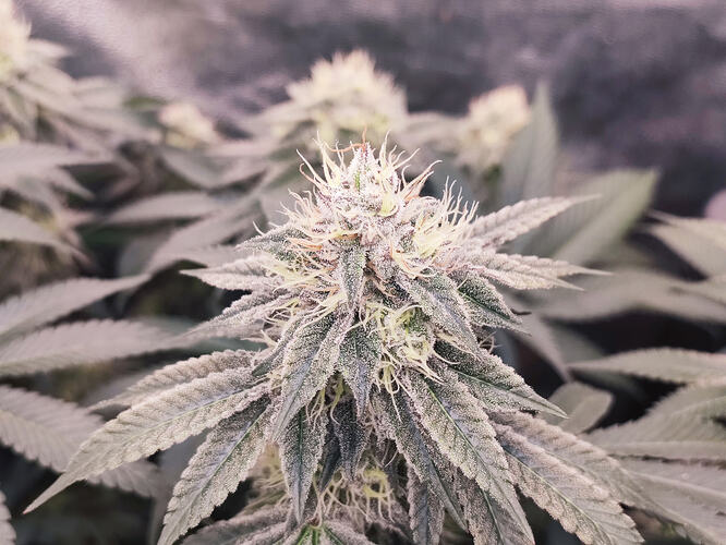 Growreport Bild 6