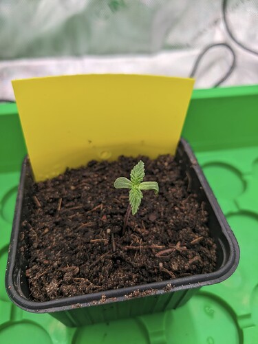 PXL_20240421_151707271