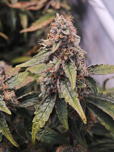 MVIMG_20251125_180524