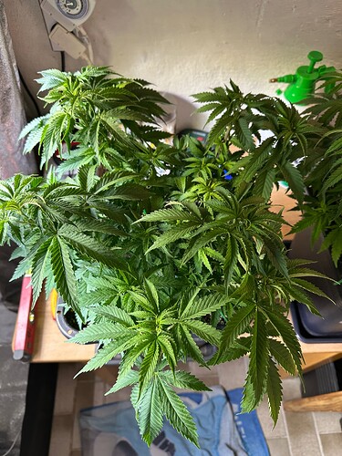 Growreport Bild 8