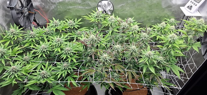 Growreport Bild 1