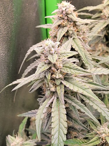 Growreport Bild 19