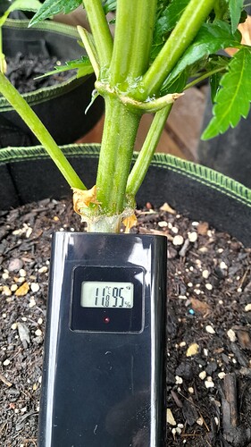 Growreport Bild 42