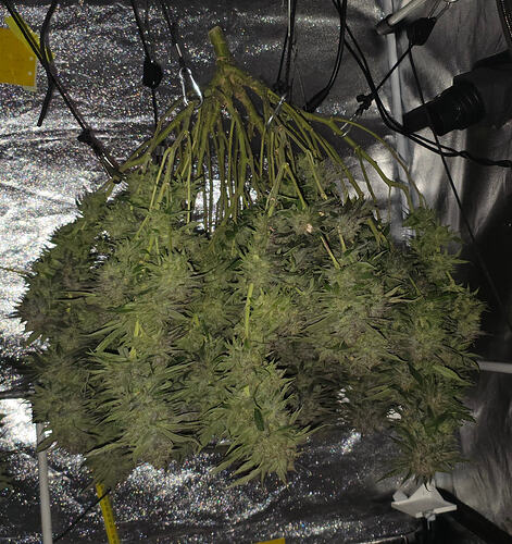 Growreport Bild 33