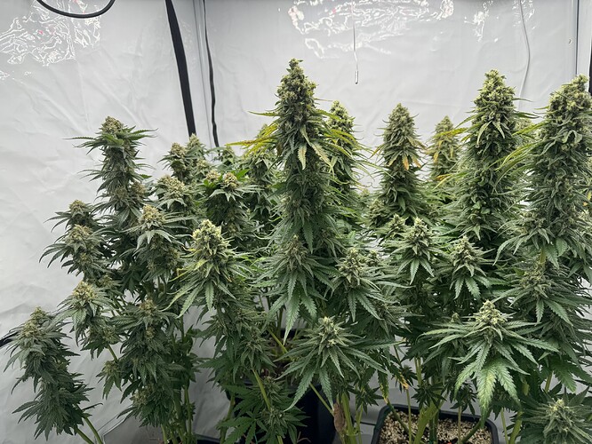 Growreport Bild 2