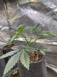 Growreport Bild 6
