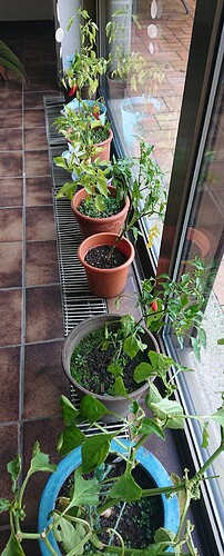 Growreport Bild 1