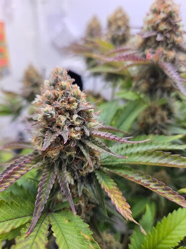 Growreport Bild 3