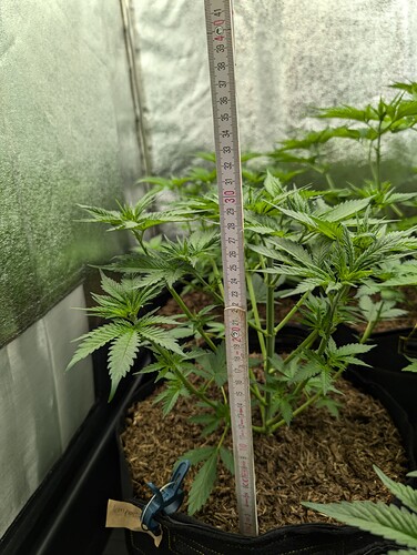 Growreport Bild 25