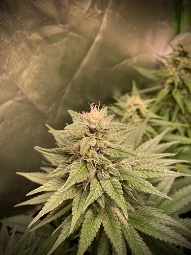 Growreport Bild 6