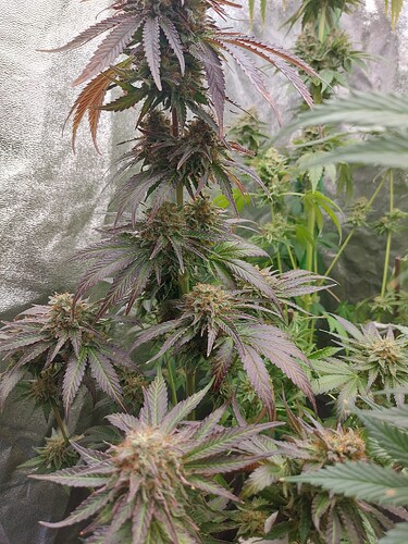 Growreport Bild 3