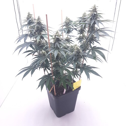 Growreport Bild 12