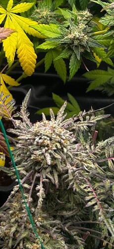 Threema_2026-03-28_10-32-14