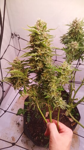 Growreport Bild 10