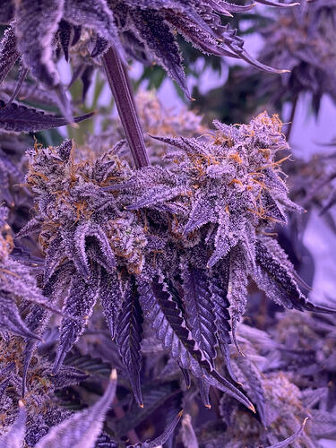 Growreport Bild 3