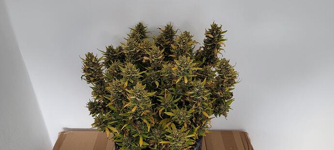 signal-2024-04-16-19-03-22-779-4