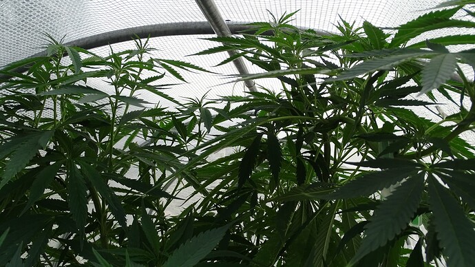 Growreport Bild 5