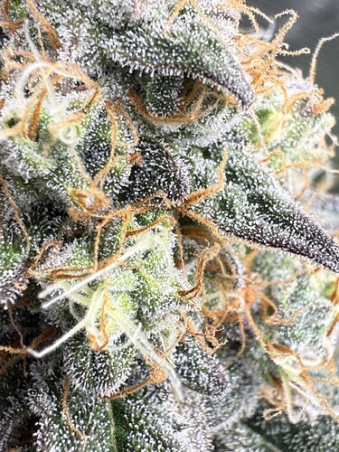 Growreport Bild 6