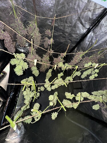 Growreport Bild 1