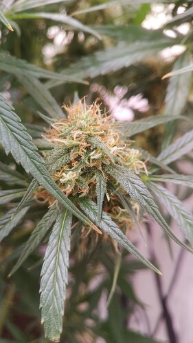 Growreport Bild 8