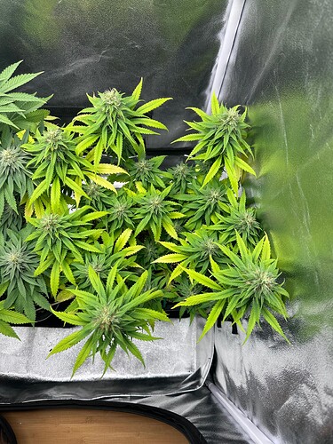 Growreport Bild 38