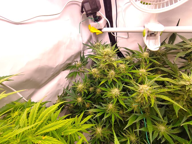Growreport Bild 85