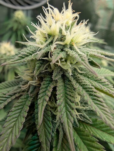 Growreport Bild 6