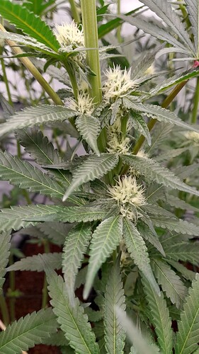 Growreport Bild 9