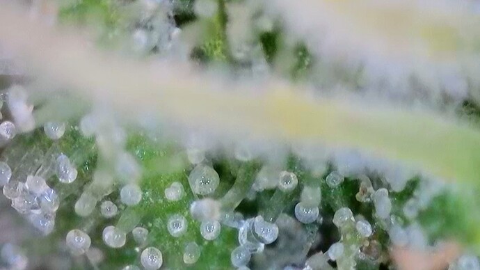 Growreport Bild 54