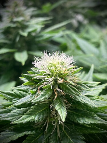 Growreport Bild 7