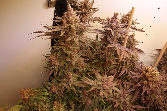 Growreport Bild 16