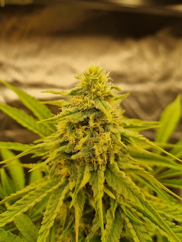 Eine Nahaufnahme eines Cannabis-Buds in der Blütephase, mit vielen Trichomen und weißen bis gelblichen Stempeln.