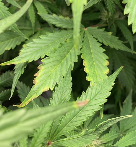 Growreport Bild 2