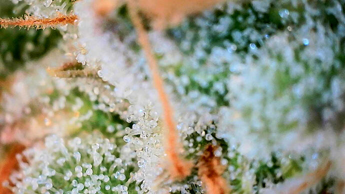 Growreport Bild 21