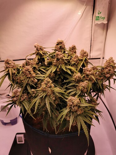 Growreport Bild 2