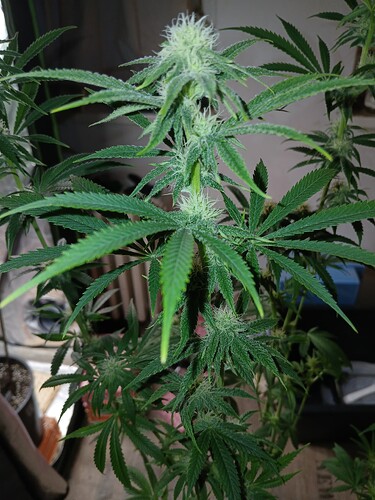 Growreport Bild 23