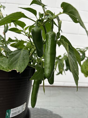 Growreport Bild 46