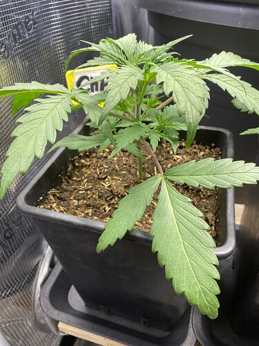 Growreport Bild 9