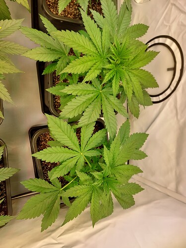 Growreport Bild 6