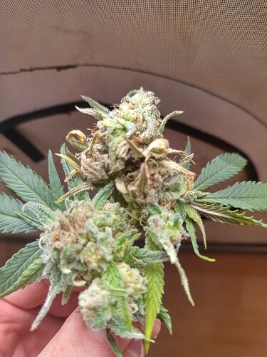 Growreport Bild 14