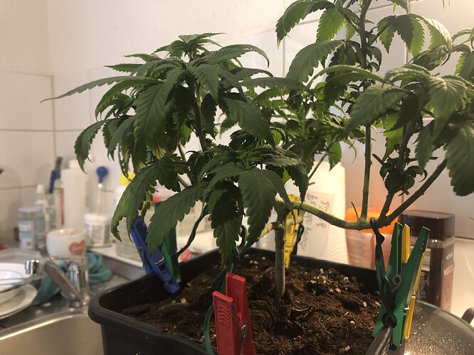 Growreport Bild 24