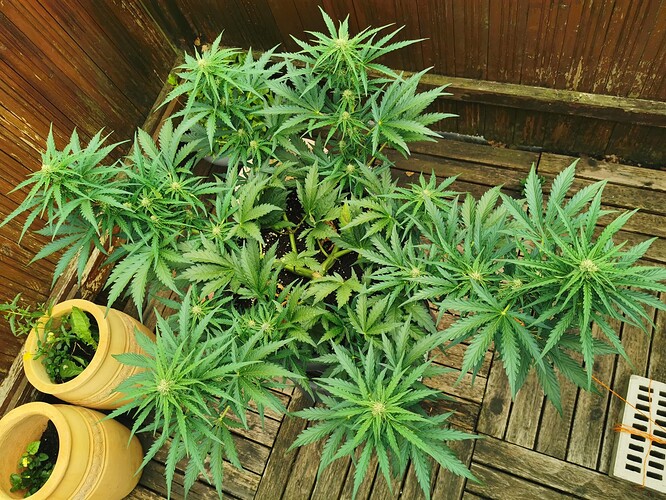 Growreport Bild 6