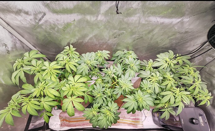 Growreport Bild 2