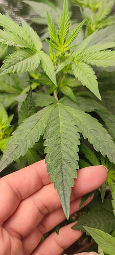 IMG_20250822_154613