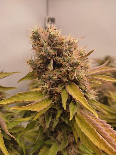 Growreport Bild 13
