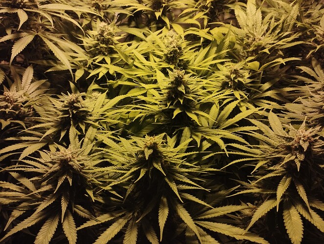 Growreport Bild 7