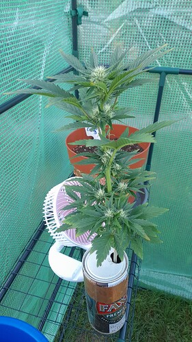 Growreport Bild 11