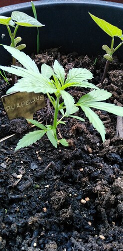 Growreport Bild 2